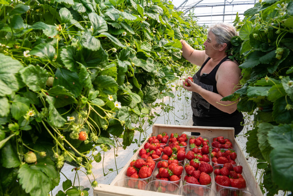 Culture de fraises hors sol sous serre. Cueillette par le producteur